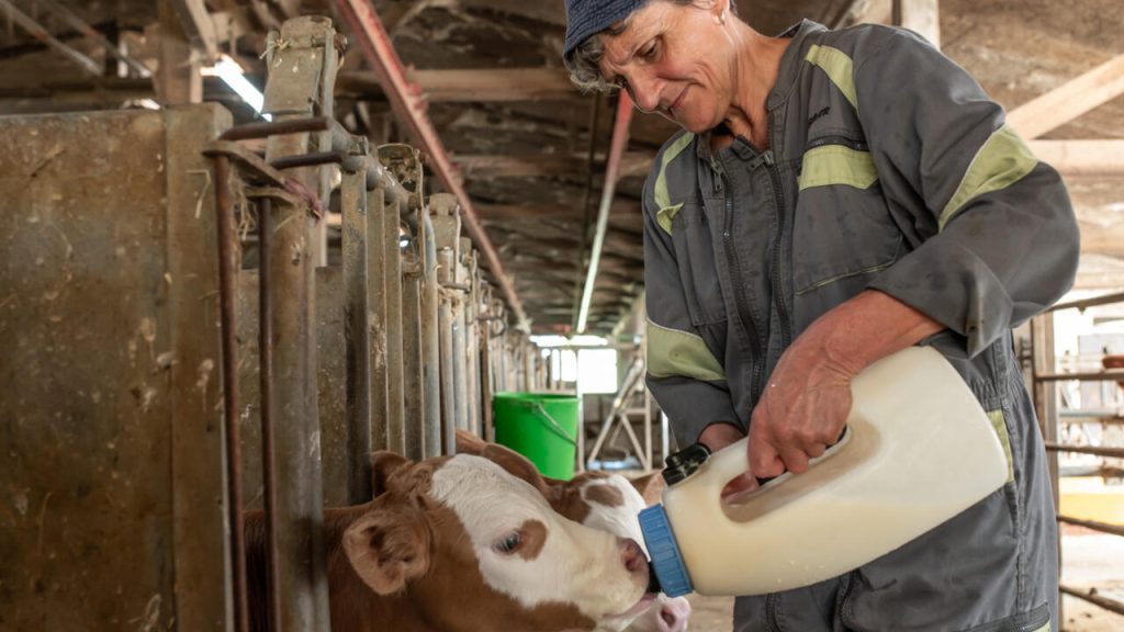 French film charts half a century on a dairy farm