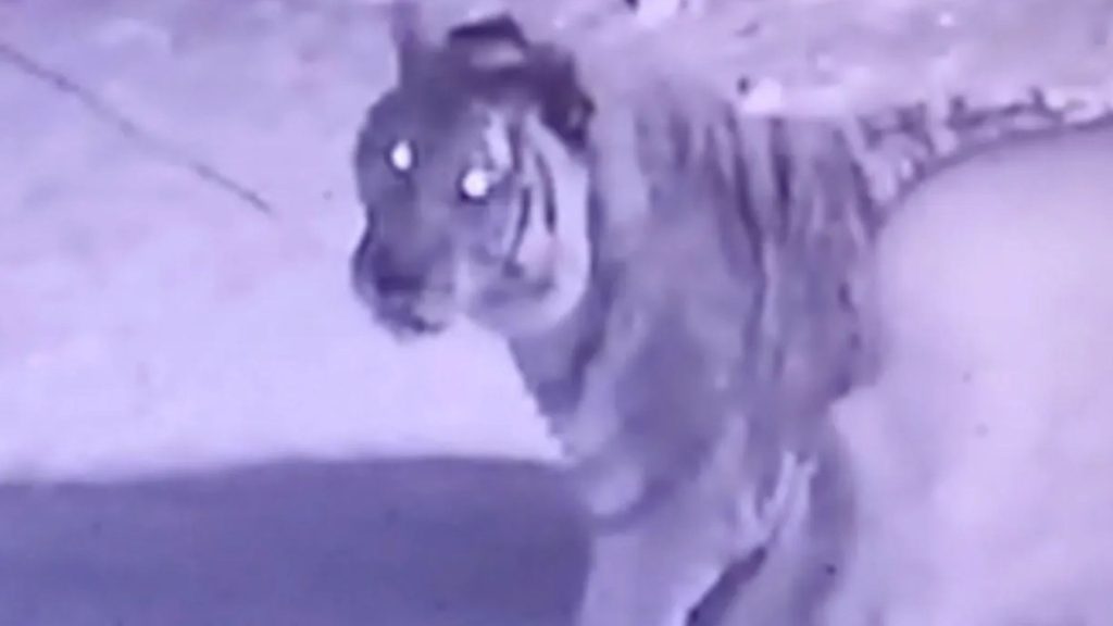 World’s biggest tigers go on rampage in Russia killing humans & dogs as big cats invade Putin’s towns and villages