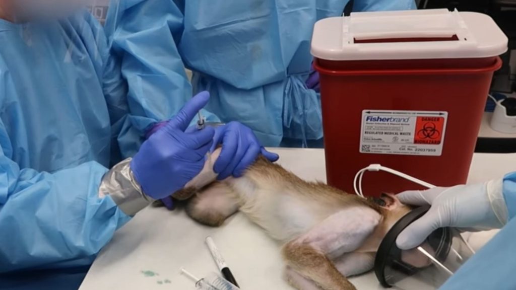 Horror pics show INSIDE America’s ‘Covid lab’ where monkeys & pigs are given deadly diseases in Wuhan-like experiments