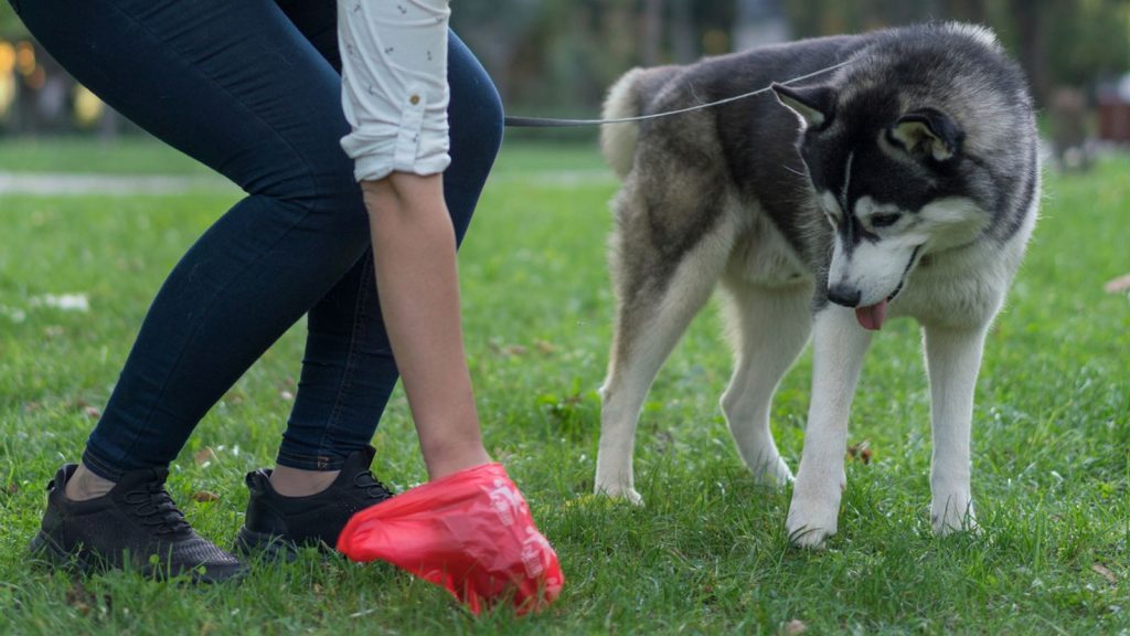 Italian province orders DNA tests for all dogs to trace and fine owners in poo crackdown | World News