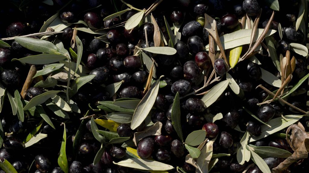 WTO sides with bloc against US tariffs on Spanish olives