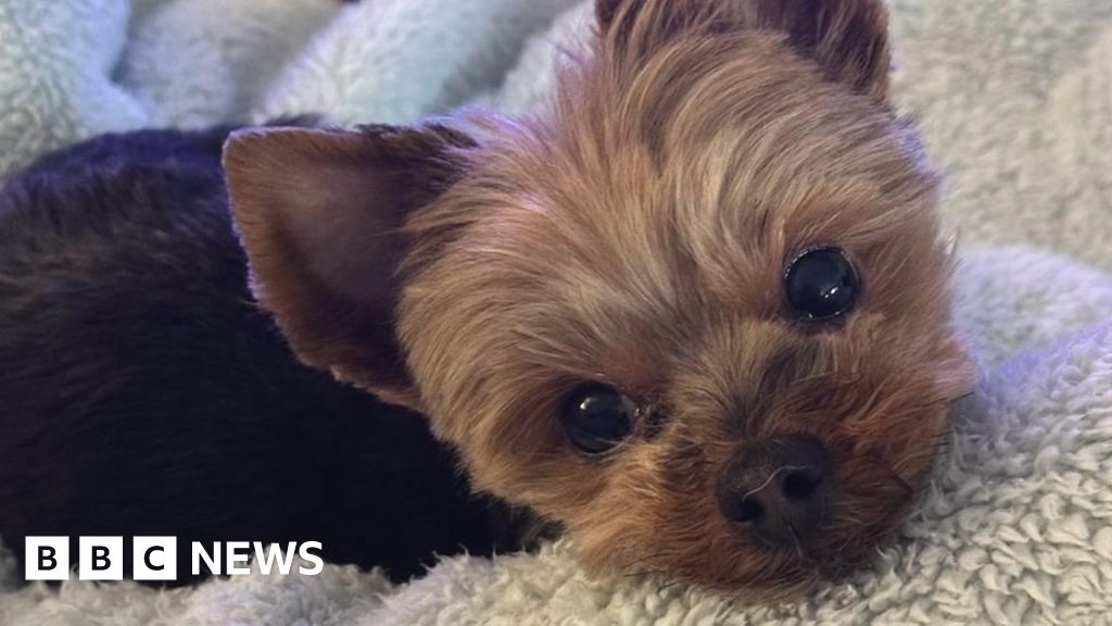 Families' shock as cost to take pets abroad hiked