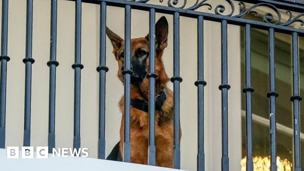 Biden's dog bit Secret Service agents 24 times