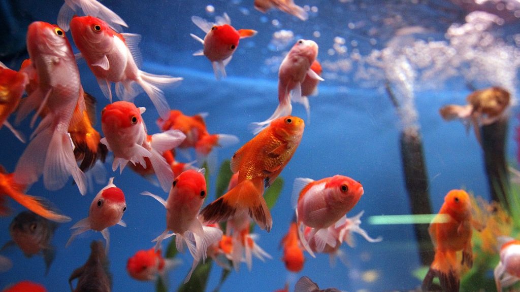 Man catches ‘incredibly rare FISH tuberculosis’ after biting his nails until he bled