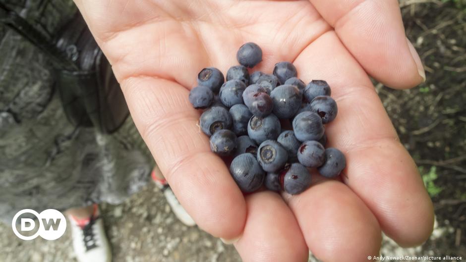 Was the condition a boon for our ancestors? – DW – 02/26/2024