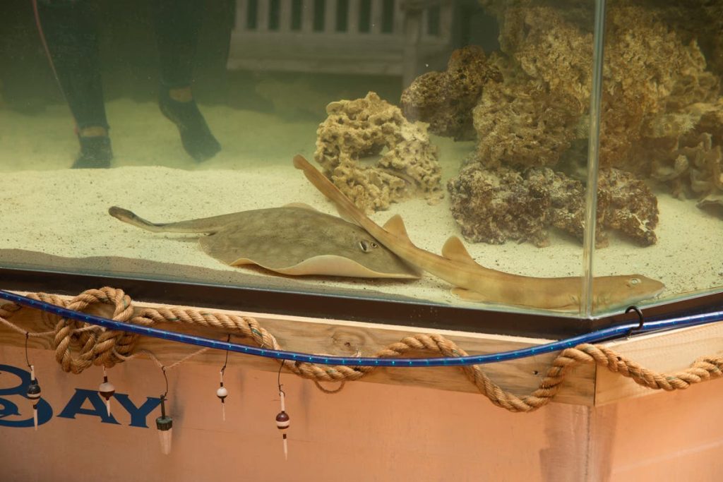 Pregnant ‘virgin’ stingray set to give birth in North Carolina
