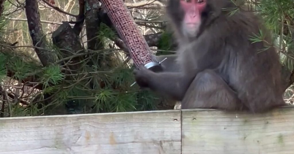 Monkey Who Escaped in Scotland is Captured