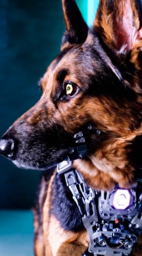 ChatGPT creator reveals more creepy videos after announcing major change & fans are shocked by ‘cyborg’ German Shepherd