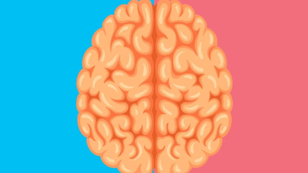 From the better drivers to who is funnier – scientists discover the key differences between men’s and women’s brains