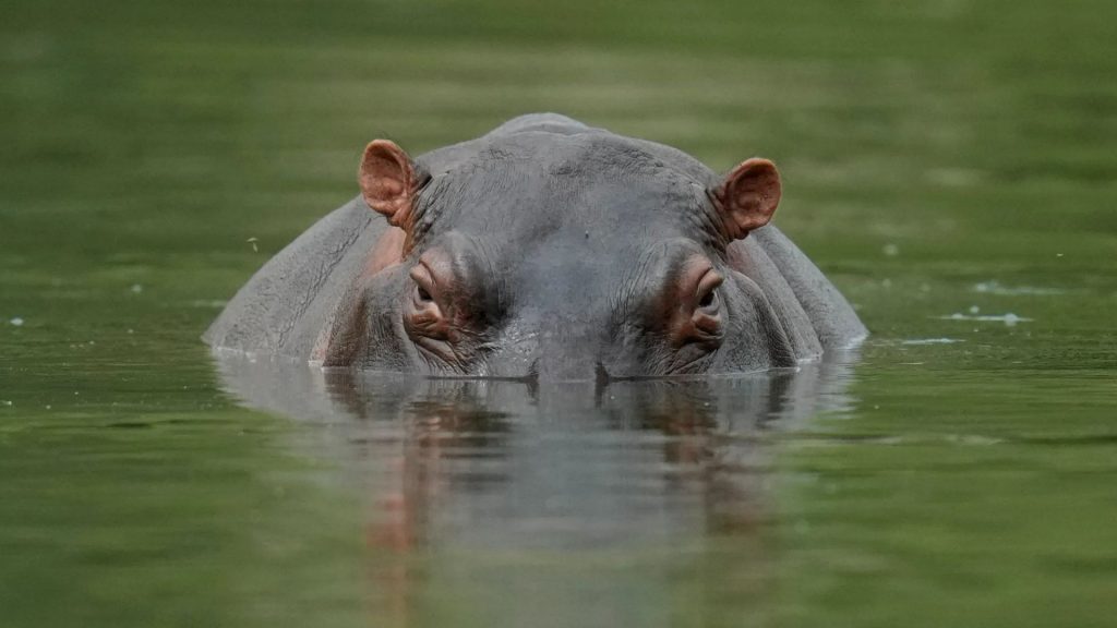 Fears Pablo Escobar’s escaped herd of randy cocaine hippos will explode SIXFOLD into 1,000-strong army after cull stalls