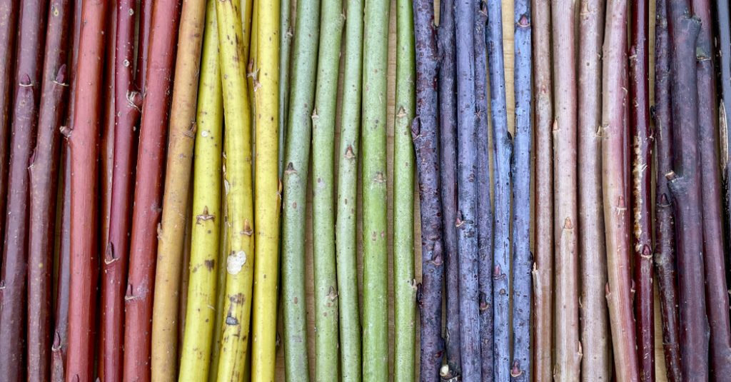 Look to Willows to Brighten Your Winter Garden