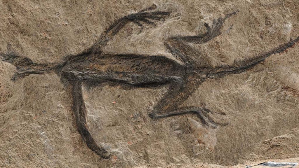 X-ray scan of ancient alien creature found as a fossil in 1931 reveals shocking secret behind mystery beast