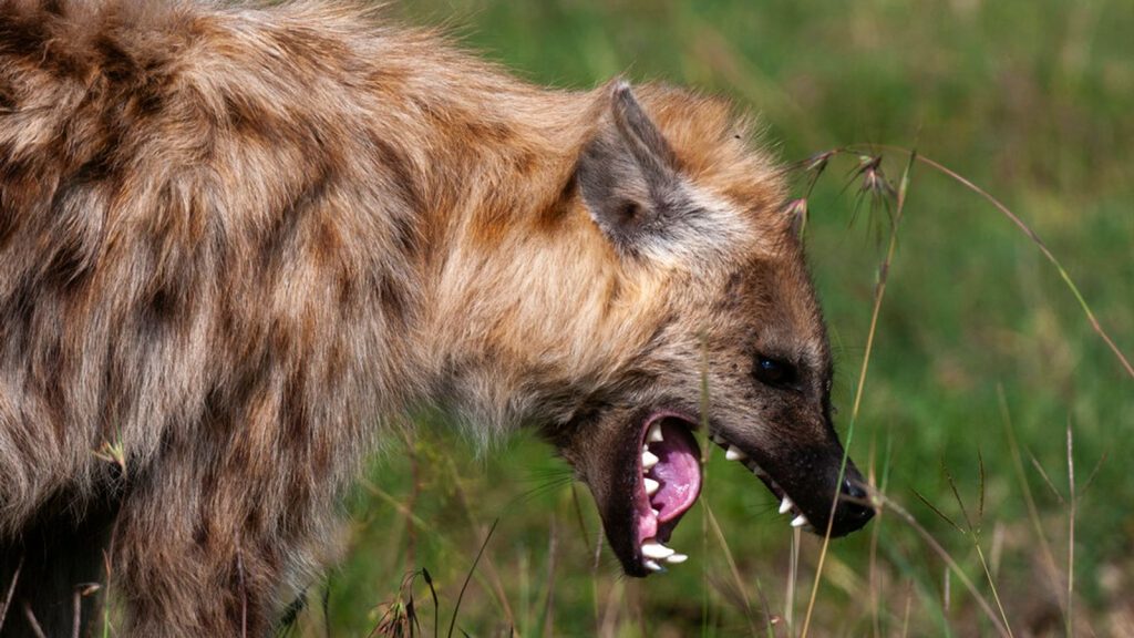 Hyena attack in Kenya leaves one dead and two injured | World News