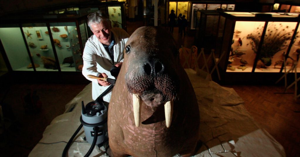 London Bids Farewell, for Now, to a Beloved, Overstuffed Walrus