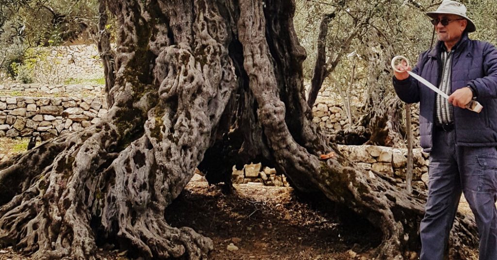 Olive Tree in Lebanon May Be Oldest in the World