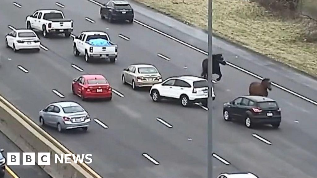 Horses on the run bring traffic to a halt on US motorway