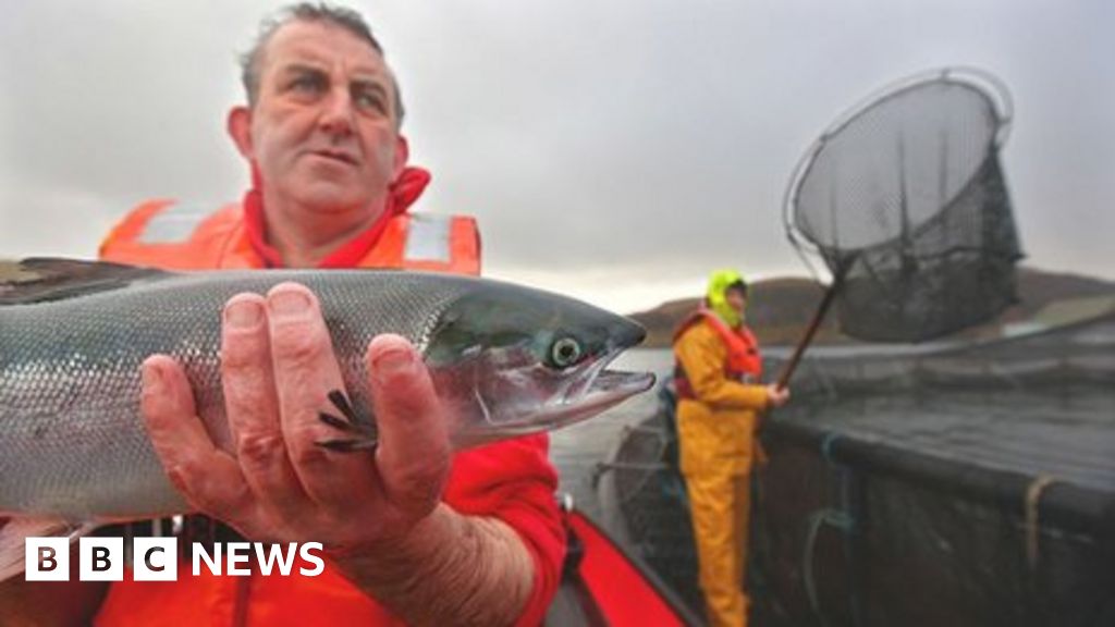 Mass die-offs rising among farmed salmon