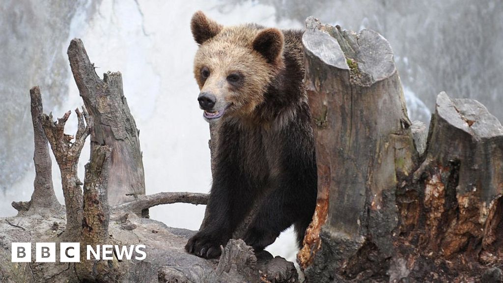 Woman dies after being chased by bear in Slovakia