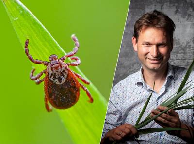 Dit moet je volgens bioloog weten over de teek: ‘Ze vallen niet op ons uit de boom’