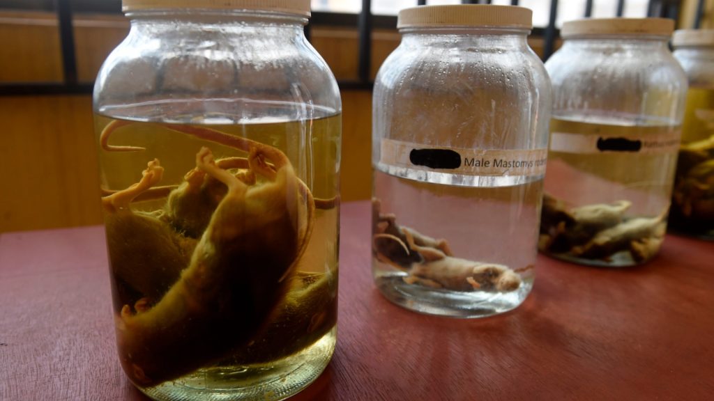 Horror ‘rat fever’ that causes bleeding from the eyes kills 85 people and ‘infects 2,629’ after worst outbreak on record