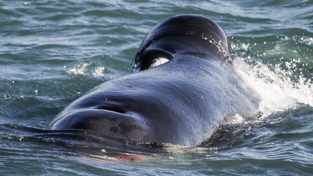 Watch moment orca mauls shark to death ripping out its liver in minutes before parading it in front of stunned tourists