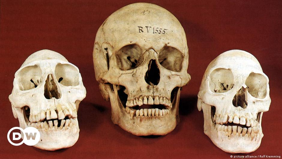 How Germany is handling human remains in museum collections – DW – 03/12/2024
