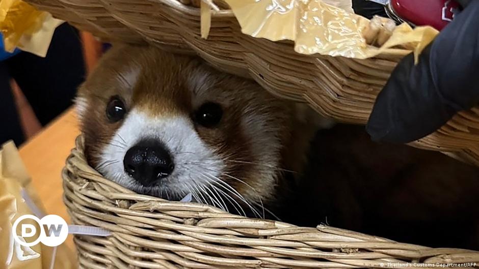 Red panda found in luggage of suspected smugglers – DW – 03/06/2024