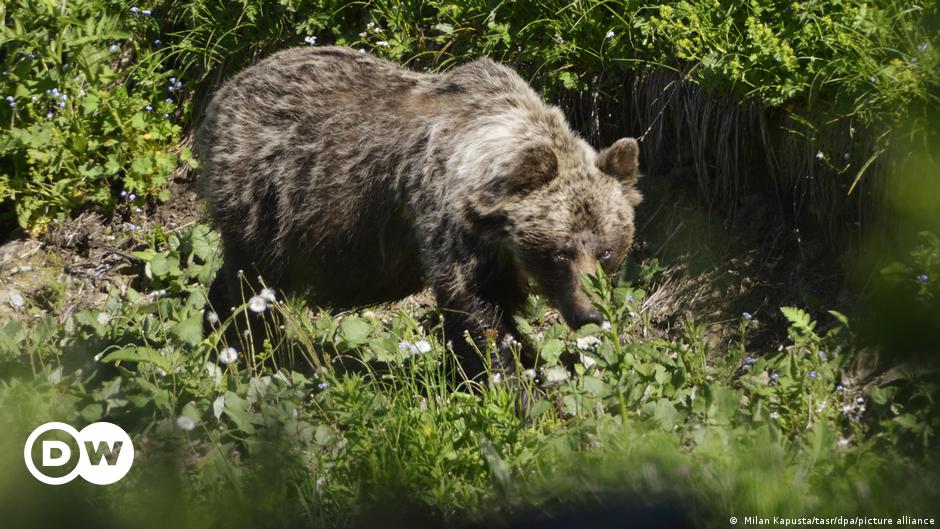 Slovakia says bear that wounded 5 shot dead – DW – 03/27/2024