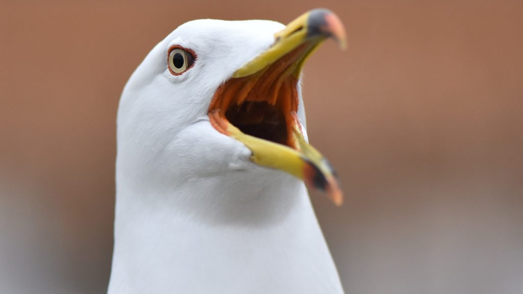 Social distancing is back as Brits urged to ‘stay away’ from birds amid fears of next human pandemic