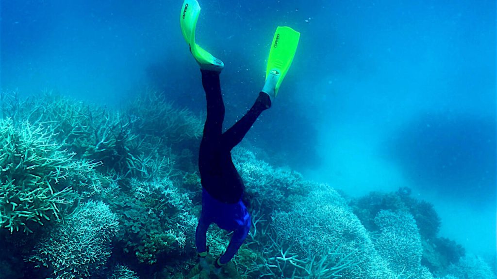 Mass coral bleaching event underway at Australia’s Great Barrier Reef