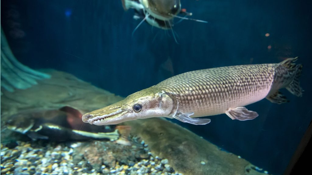 Terrifying ‘living fossil’ that has survived for 150 million years has killer alligator-style jaw and lurks in US lakes