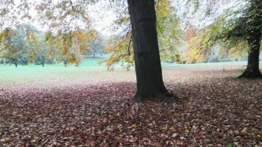 Everyone can see the tree – but you have 20/20 vision & high IQ if you spot the dog hiding in the leaves in 9 seconds