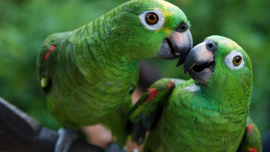 Deadly parrot fever that triggers brain swelling and heart infection kills 5 across Europe