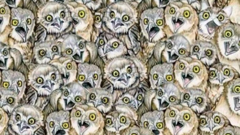 Everyone can see the owls – but you have 20/20 vision if you can spot the odd animal out in 12 seconds