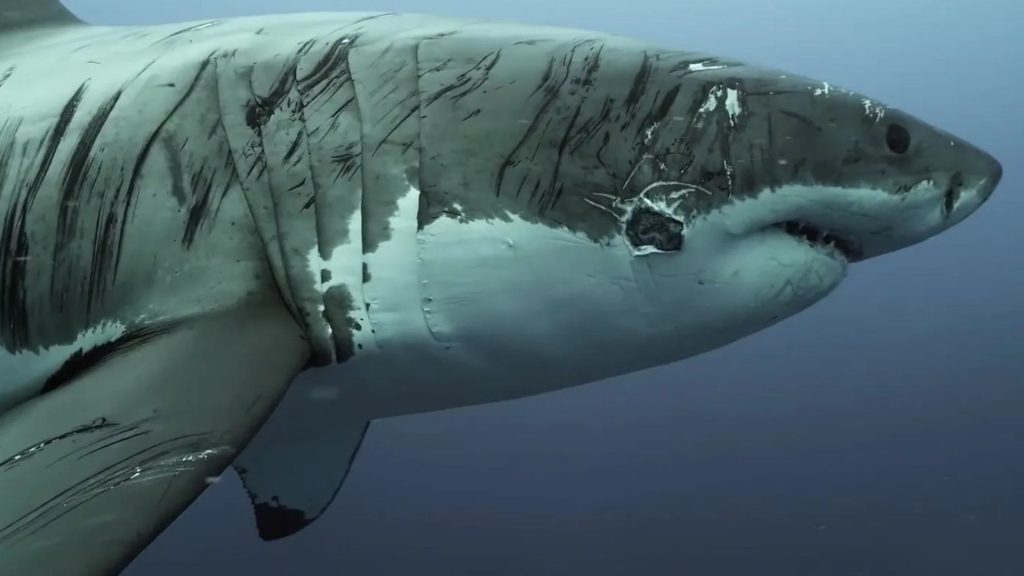Chilling tale of ‘world’s toughest’ great white shark Scarface shredded by battle wounds – and how he REALLY got them