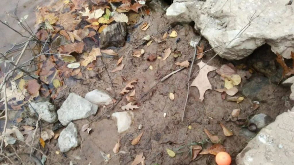 Everyone can see the leaves – but you have 20/20 vision and a high IQ if you can spot the camouflaged snake – The Sun