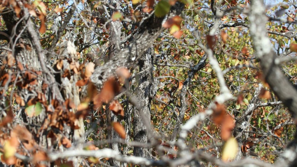 Everyone can see the trees – but only people with 20/20 vision & a high IQ can spot the owl in 7 seconds