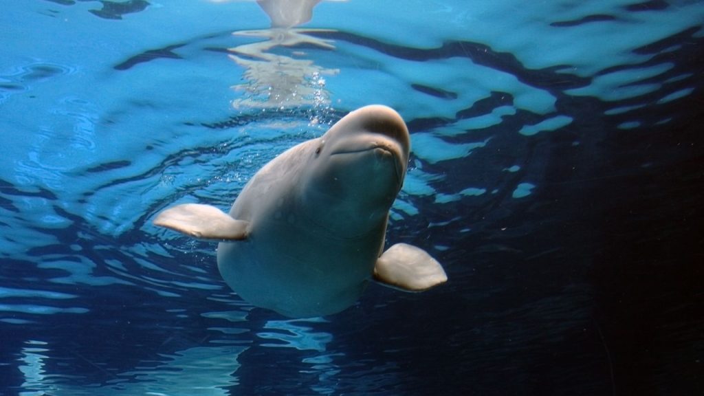 Menopause could be why some whales live decades longer than others, says study | Science & Tech News