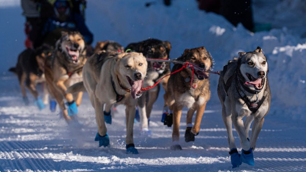 Alaska: Two dogs die during 1,000-mile Iditarod – prompting fresh calls for ‘despicable race’ to be banned | World News