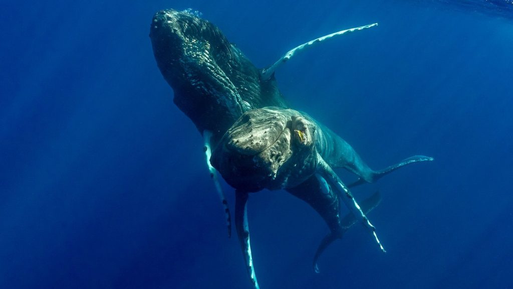 Humpback whales photographed having sex for first time – and both were male | US News