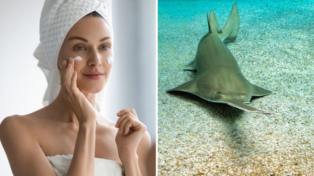 Beauty ingredient squalene linked to hundreds of shark species at risk of extinction, says new research | Science & Tech News