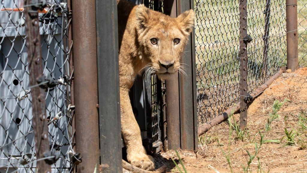 Lions traumatised by war find sanctuary – but for some there is no bite or fight left | World News