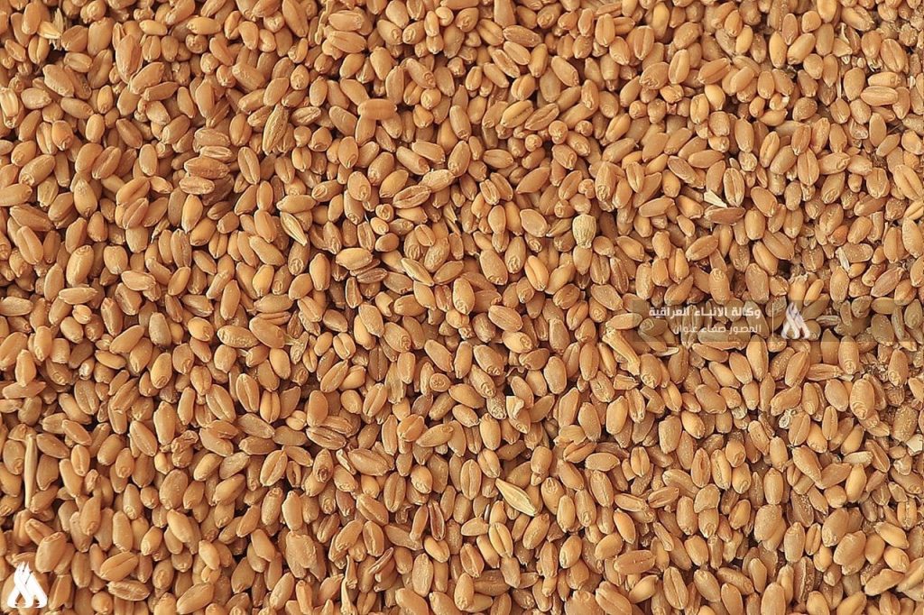 Agriculture announces a plan to accommodate the marketing of wheat quantities for the next season