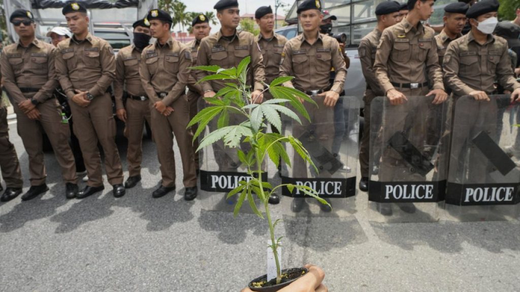 Video. Bangkok’s green march, protesting the potential cannabis ban