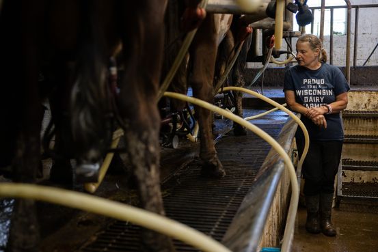 Bird Flu Is Latest Wild Card for Dairy Farmers