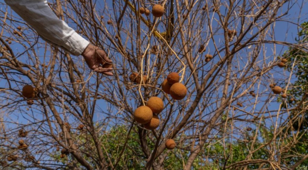 How is climate change affecting food prices and inflation? | Food