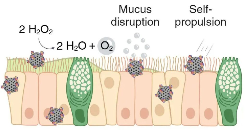 Tiny ‘snot bots’ could deliver drugs by ‘sneaking through the body like a Trojan horse’