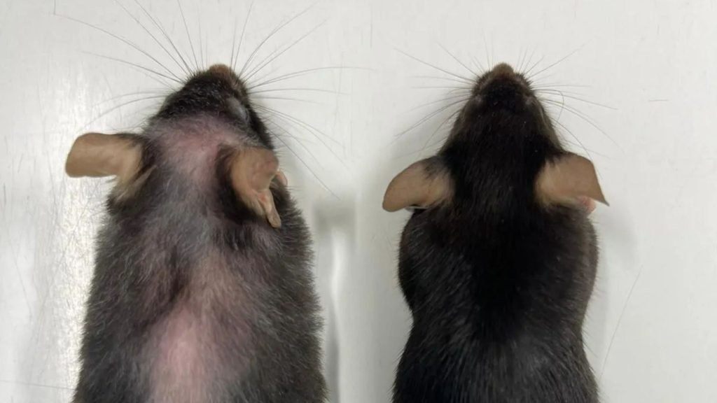 ‘Supermodel granny’ drug ‘extends life by 25%, prevents cancer and grey hairs’, scientists discover