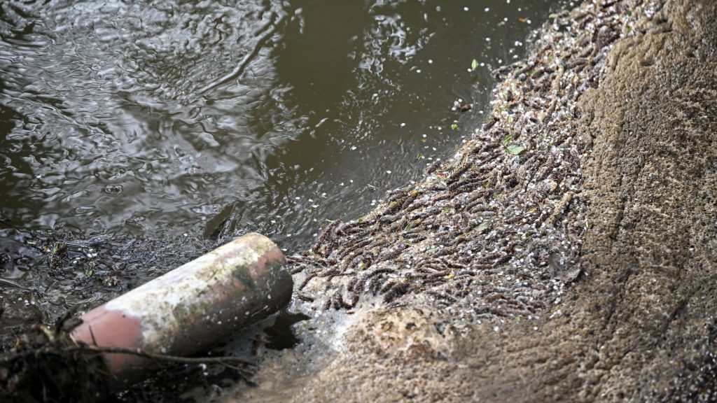 All wastewater companies in England and Wales face Ofwat investigation over sewage spills | Business News