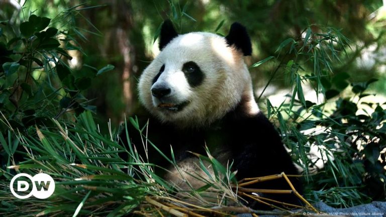 Giant pandas return to San Diego Zoo with fanfare – DW – 08/09/2024